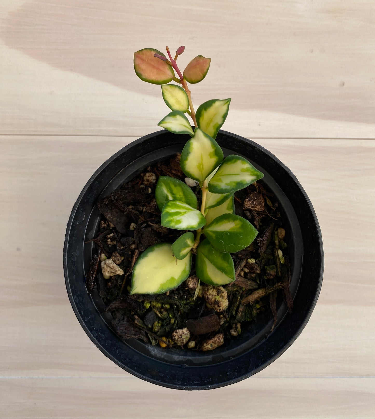 Hoya Heuschkeliana Variegata